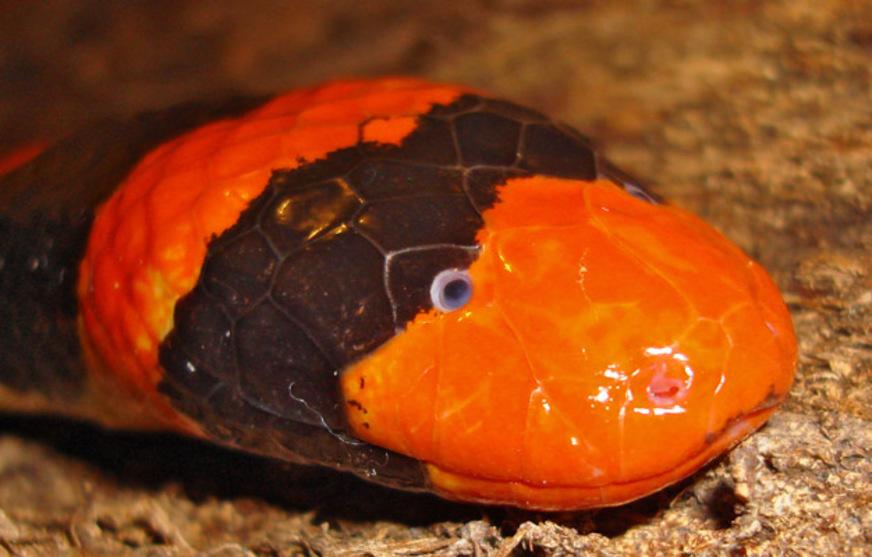 Conheça as quatro espécies de cobras mais letais da Amazônia brasileira