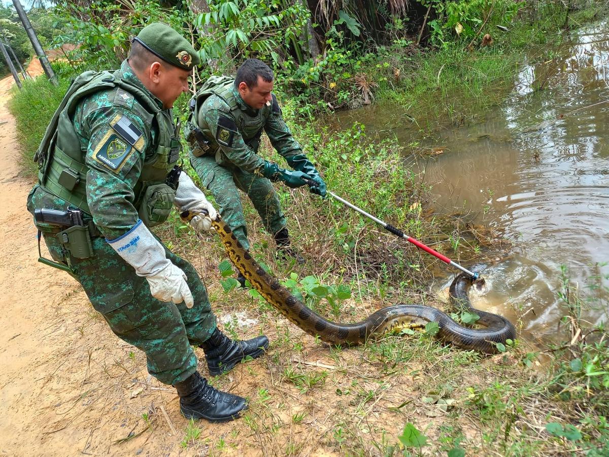 Aprenda sobre as cobras de Manaus - ((o))eco
