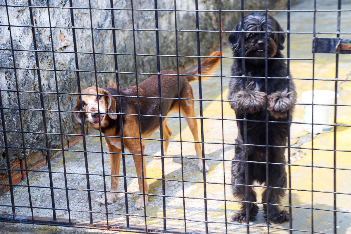 A meta é imunizar 255 mil cães e gatos contra a raiva animal (Foto: Divulgação)