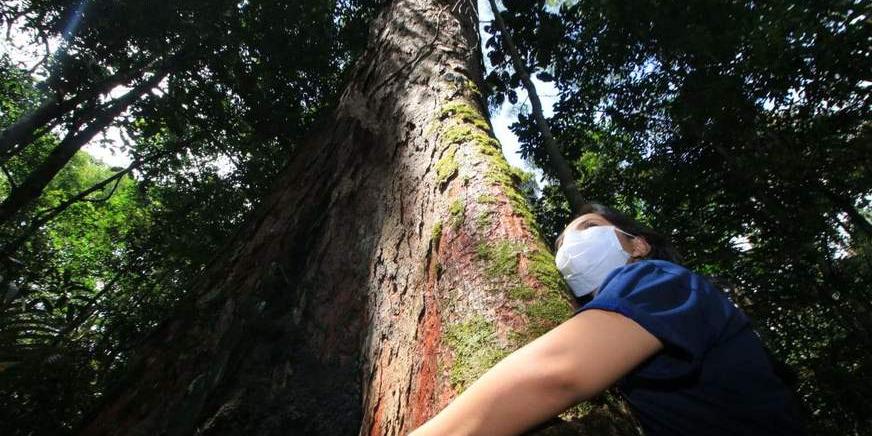 Musa é santuário para conhecer a flora amazônica no Dia da Árvore