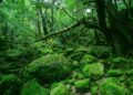 Um dos maiores predadores da Terra, declarado extinto, retorna após mais de 70 anos