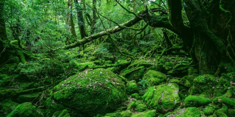 Um dos maiores predadores da Terra, declarado extinto, retorna após mais de 70 anos